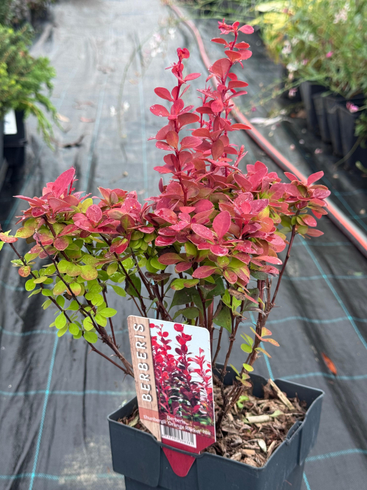 Berberis thunbergii „Orange Rocket” [2]