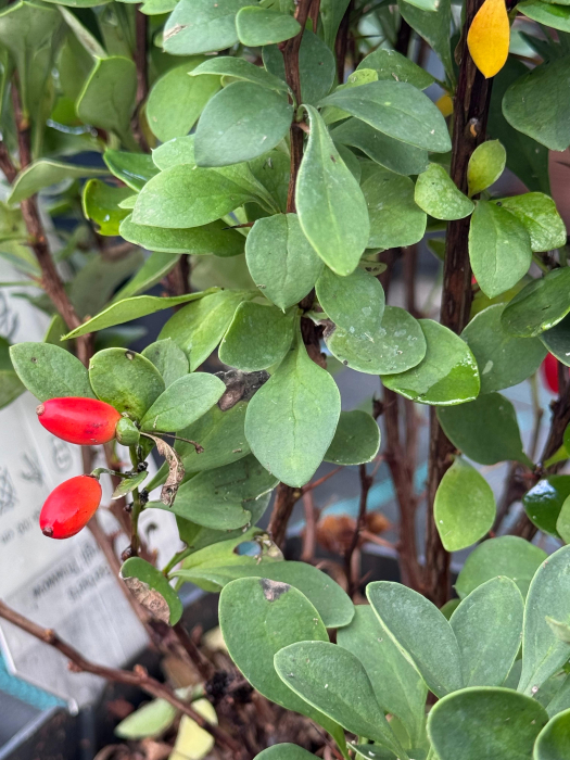 Berberis thunbergii ‘Powwow’ [2]