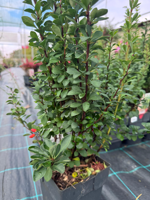 Berberis thunbergii ‘Powwow’ [3]