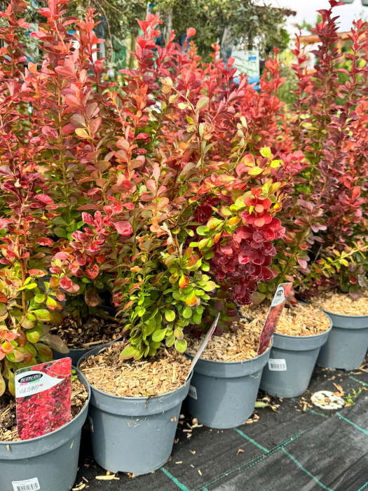 Berberis thunbergii 'Vulcano', arbust ornamental compact [2]
