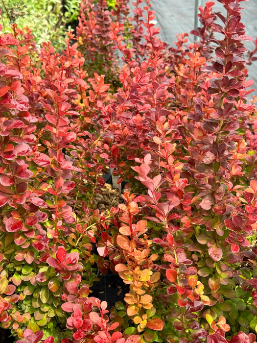 Berberis thunbergii 'Vulcano', arbust ornamental compact [3]