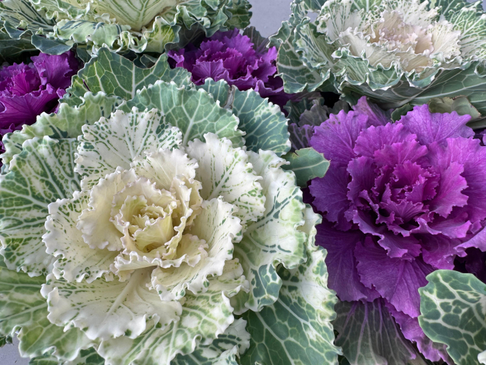 Brassica ornamentală în ghiveci de 10,5 cm [2]