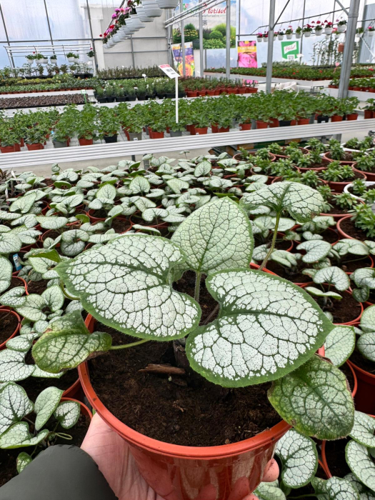 Brunnera Silver Heart – C1.5 [2]