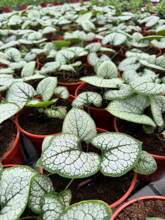 Brunnera Silver Heart – C1.5 [3]