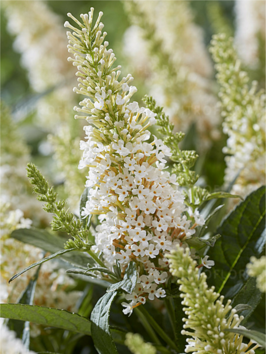 Buddleja [4]