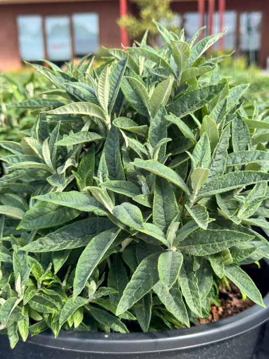Buddleja [9]