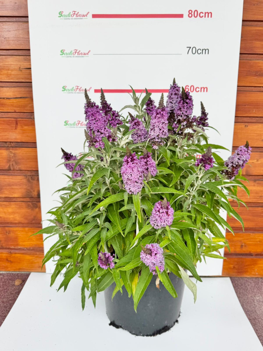 Buddleja [2]