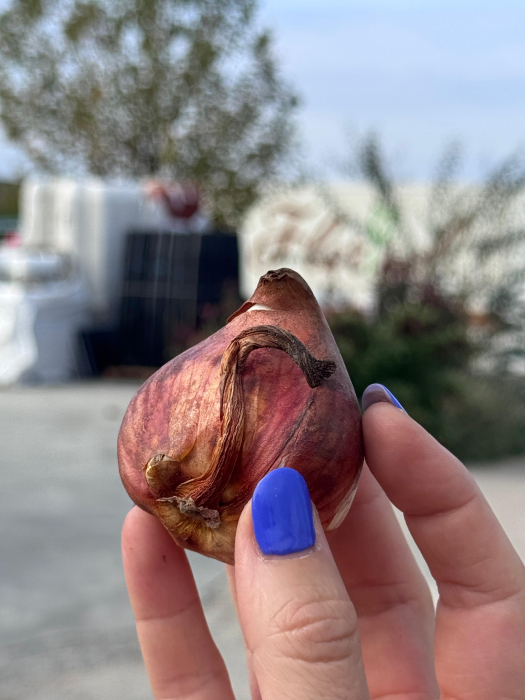 Bulbi de lalele calibru 12+ [5]