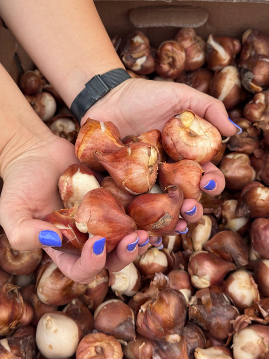 Bulbi de lalele calibru 12+ [8]