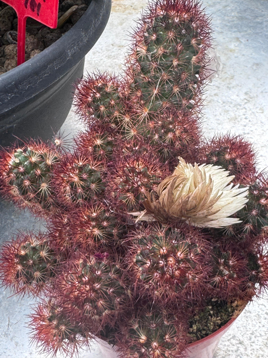 Cactus decoratie strobbloem mix [2]