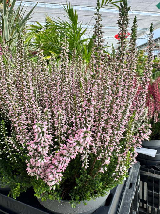 Calluna vulgaris Beauty Ladies, plantă perenă veșnic verde [5]