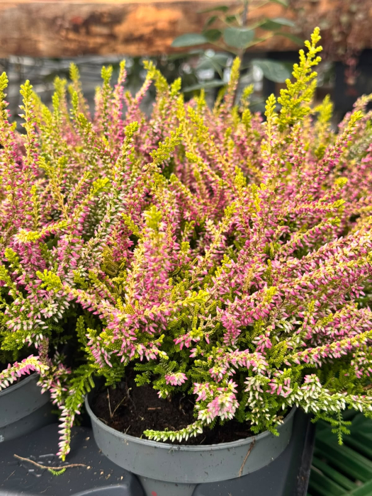 Calluna vulgaris Beauty Ladies, plantă perenă veșnic verde [3]