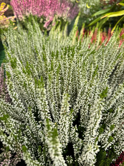Calluna vulgaris Beauty Ladies, plantă perenă veșnic verde [4]