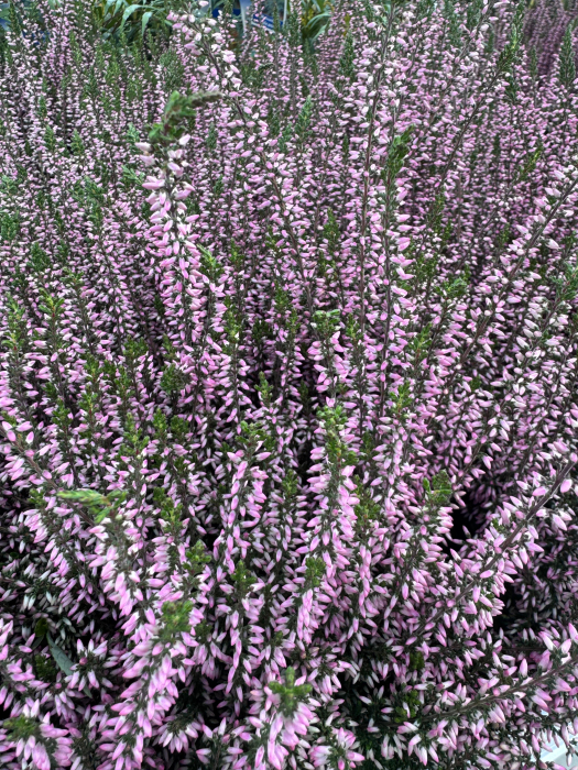 Calluna ‘Pink Bettina’ [2]