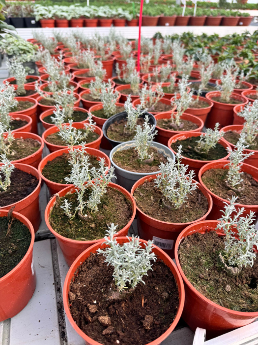 Calocephalus P12 [3]