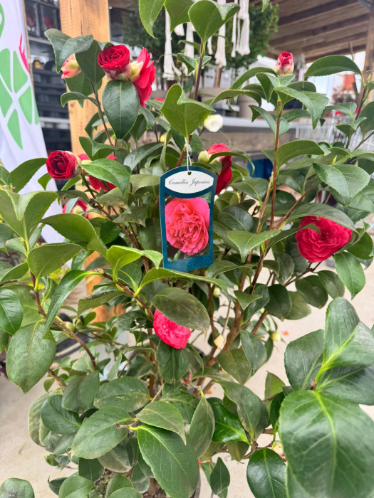 Camellia japonica ‘Lady Campbell’ – arbust ornamental [3]