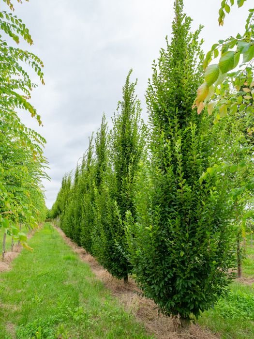 Carpinus betulus ‘Fastigiata’ [1]