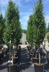 Carpinus betulus ‘Fastigiata’ [2]