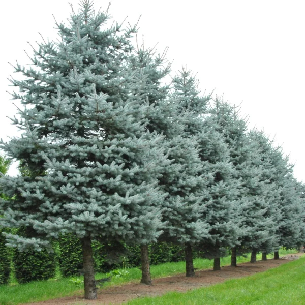 Cedrus libani ‘Glauca’ [2]