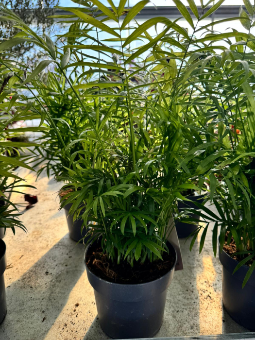 Chamaedorea elegans [3]
