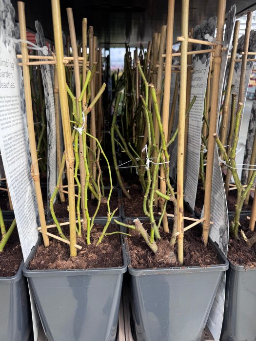 Trandafiri ‘Climbing Garden Beauty’ – disponibili în diverse culori [4]