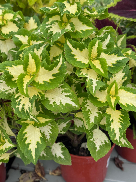 Coleus Down Town Vegas Neon – P10 [1]