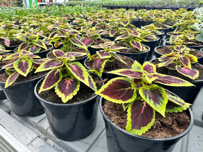 Coleus Main Street Alligator [3]