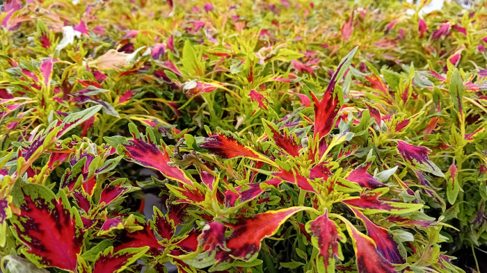 Coleus Main Street Alligator [2]