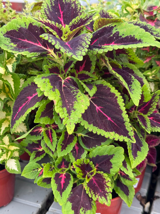 Coleus Wizard Mixture – P12 [1]