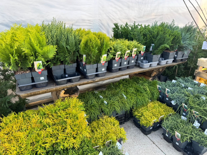 Conifere Mix P17 este un amestec de conifere decorative [2]