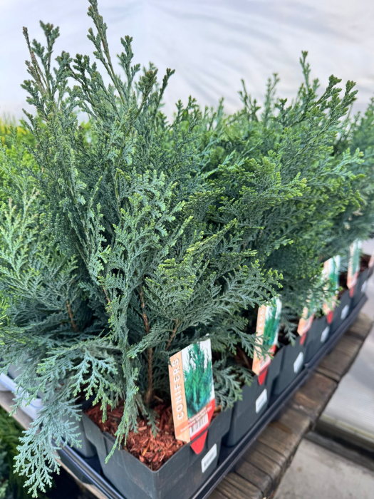 Conifere Mix P17 este un amestec de conifere decorative [6]