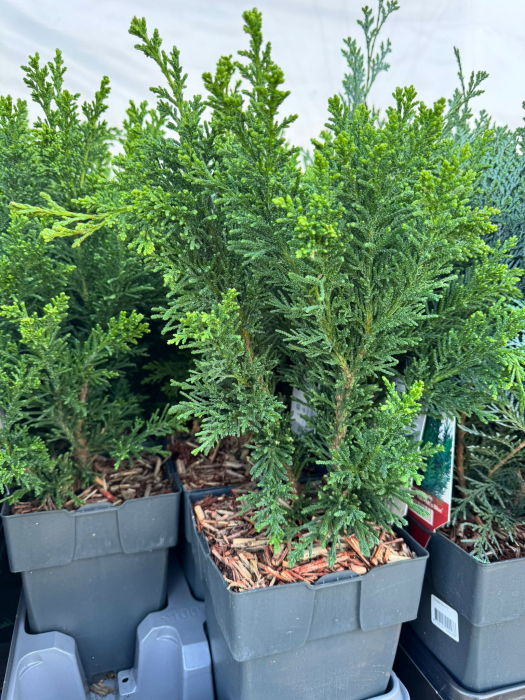 Conifere Mix P17 este un amestec de conifere decorative [7]