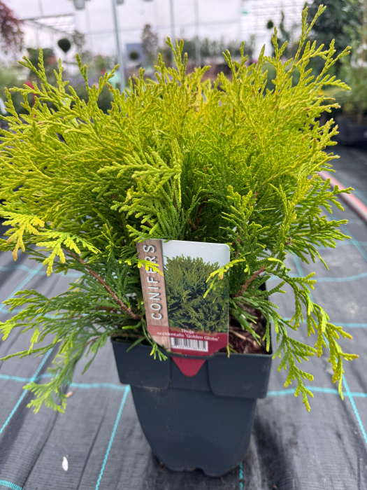 Mix de conifere decorative (Picea, Thuja, Chamaecyparis) [7]