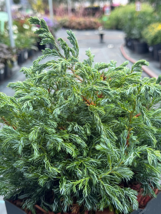 Mix de conifere decorative (Picea, Thuja, Chamaecyparis) [2]