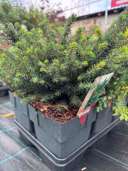Mix de conifere decorative (Picea, Thuja, Chamaecyparis) [6]