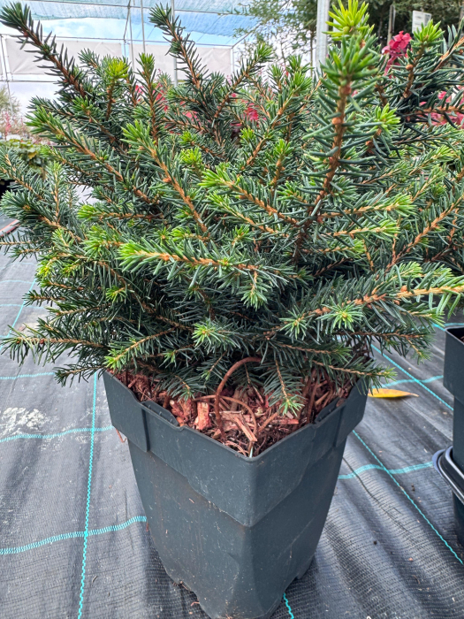 Mix de conifere decorative (Picea, Thuja, Chamaecyparis) [3]