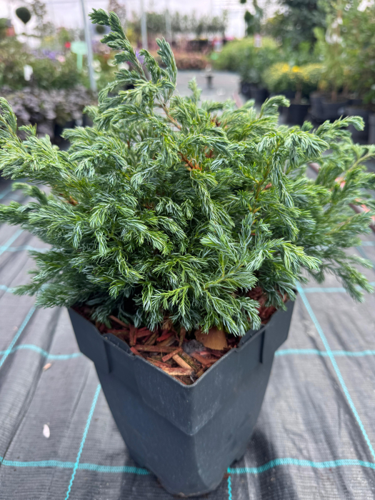 Mix de conifere decorative (Picea, Thuja, Chamaecyparis) [4]