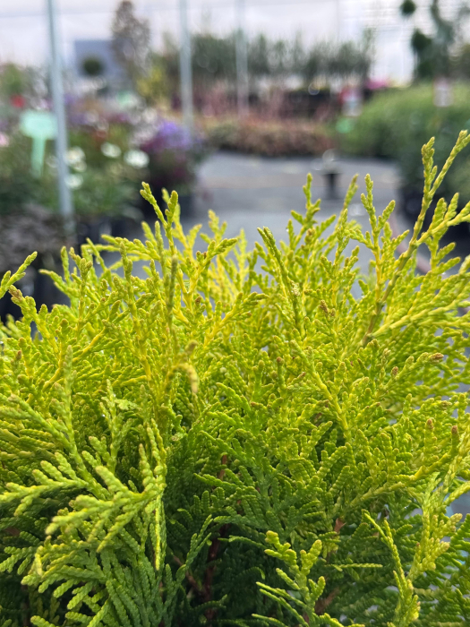 Mix de conifere decorative (Picea, Thuja, Chamaecyparis) [1]