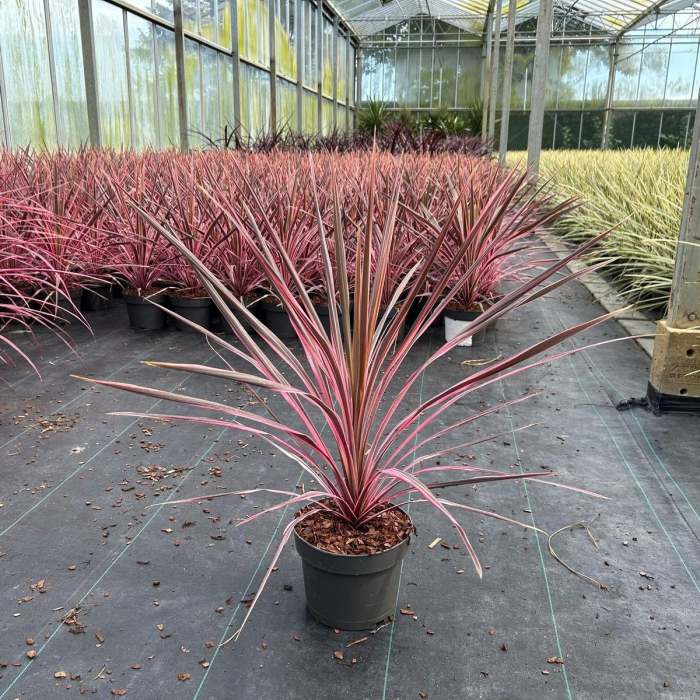 Cordyline Southern Splendour – C3 [4]