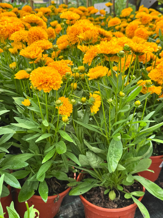 Coreopsis 'Golden Sphere' P12, plantă perenă ornamentală [2]