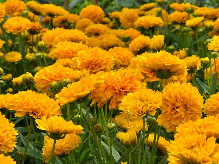 Coreopsis 'Golden Sphere' P12, plantă perenă ornamentală [3]