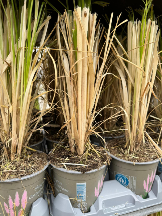 Cortaderia ‘Rosea’ este o iarbă ornamentală [2]