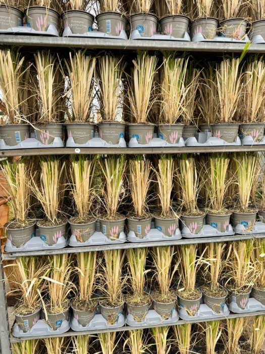 Cortaderia ‘Rosea’ este o iarbă ornamentală [3]