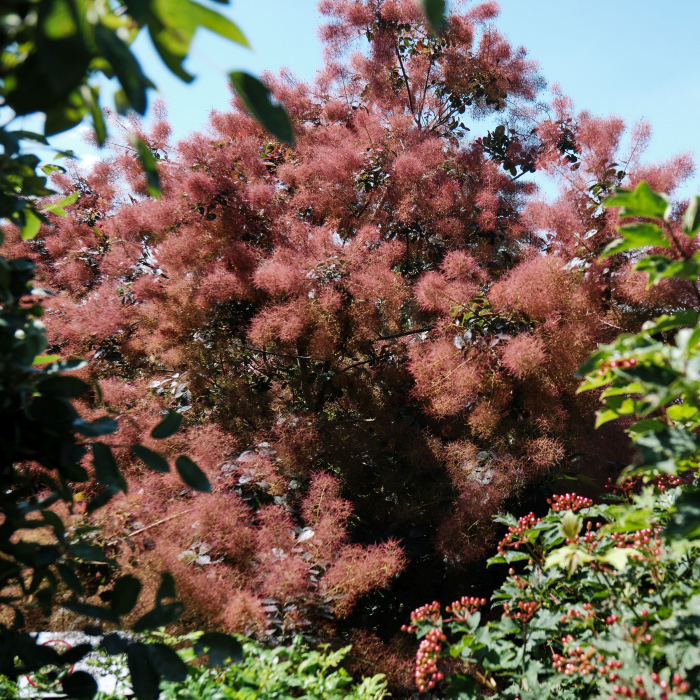 COTINUS Magical Red Fountain [2]