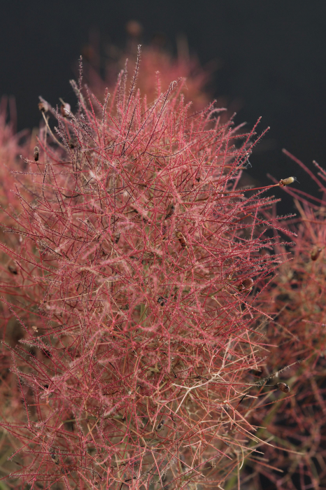 COTINUS Magical Red Fountain [1]