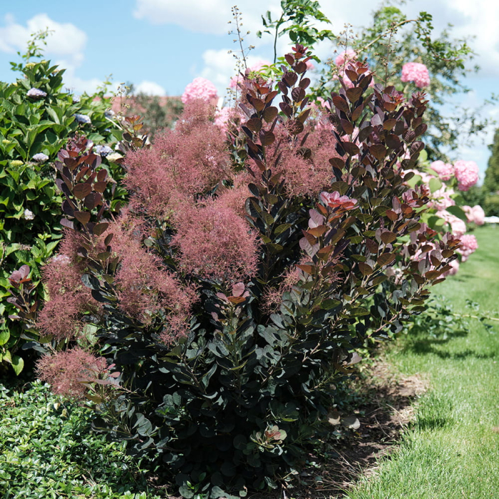 Cotinus 'Magical Torch' C5, arbust ornamental [3]