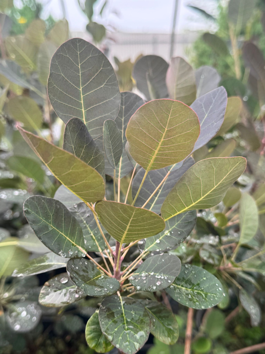 Cotinus 'Magical Torch' C5, arbust ornamental [2]