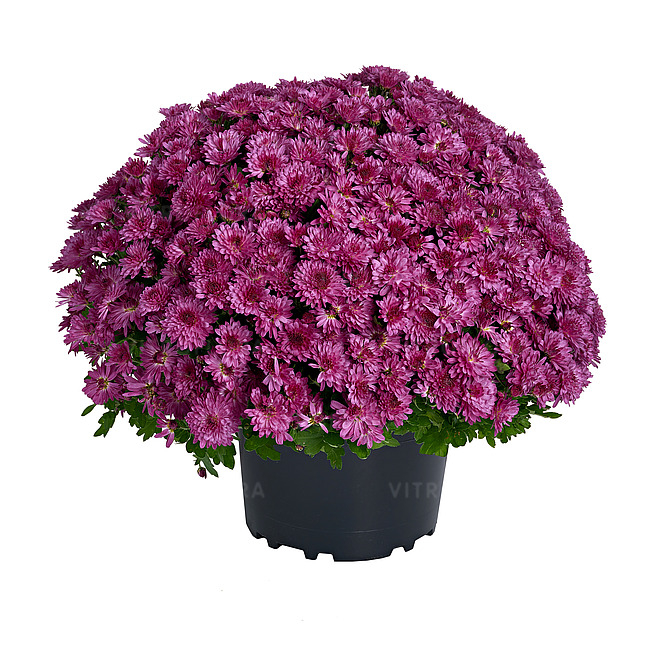 Crizantema Amelie Pink V [1]