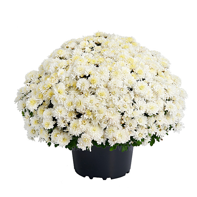 Crizantema Amelie White V [1]