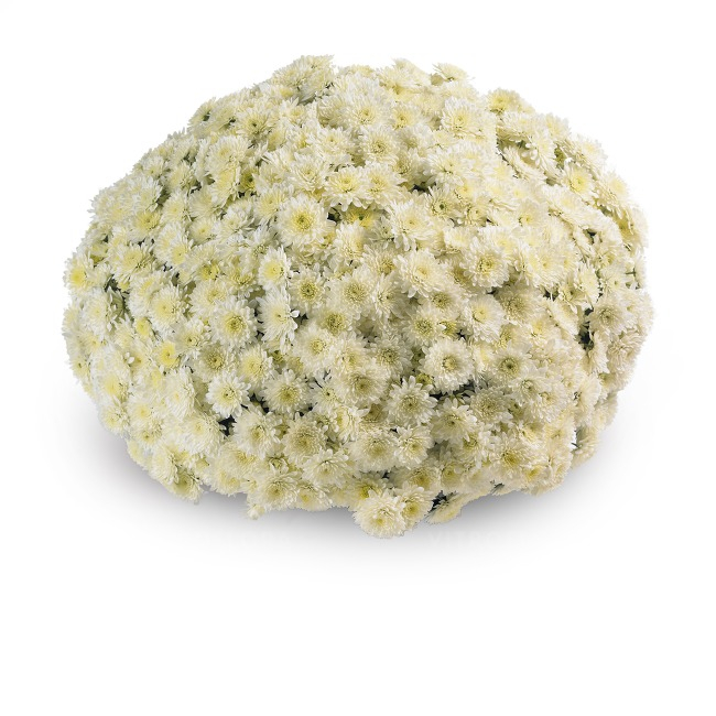 Crizantema Avalon Cream V [1]